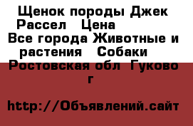 Щенок породы Джек Рассел › Цена ­ 50 000 - Все города Животные и растения » Собаки   . Ростовская обл.,Гуково г.